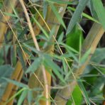  Exotic Bamboo, Ecuador 2010